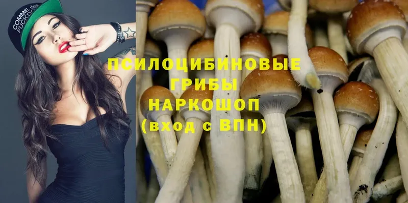 Галлюциногенные грибы Psilocybe  mega зеркало  Невинномысск 